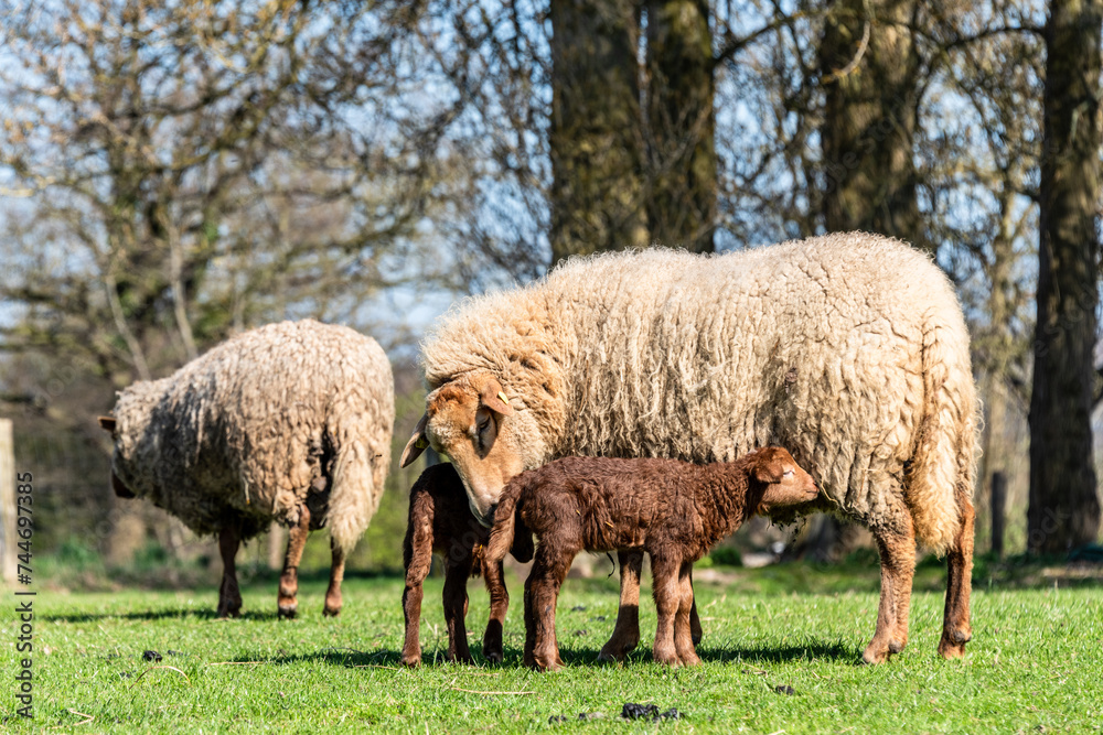 Schafe auf einer Viehweide im Frühjahr Muttertiere mit Osterlämmern Schafe auf einer Viehweide im Frühjahr Muttertiere mit Osterlämmern
