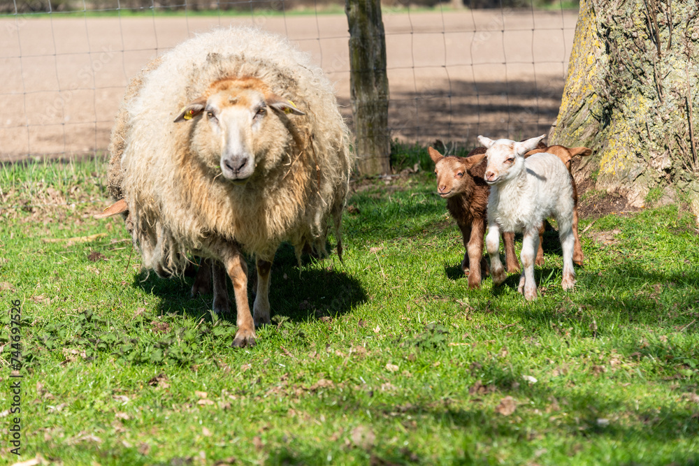 Schafe auf einer Viehweide im Frühjahr Muttertiere mit Osterlämmern Schafe auf einer Viehweide im Frühjahr Muttertiere mit Osterlämmern