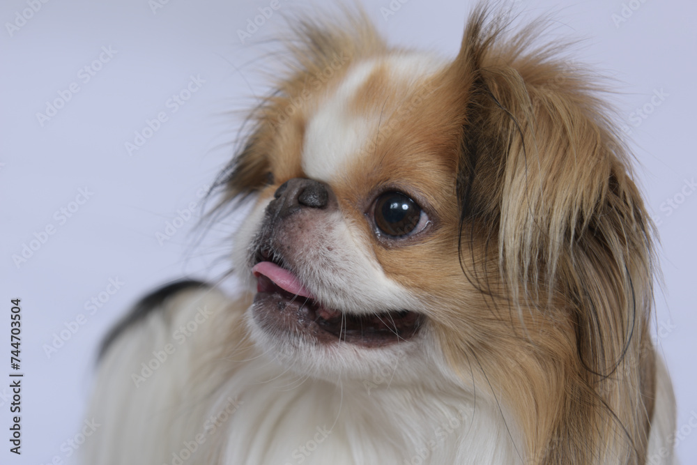 chien en studio fond blanc chien en studio fond blanc