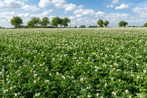Champ de pomme de terre en fleur