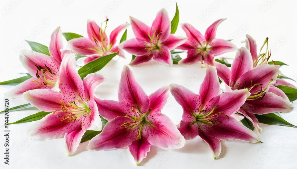 pink stargazer lilies arranged in a circle isolated on a white background