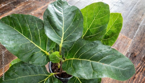 green leaves of fiddle leaf fig tree ficus lyrata the popular ornamental tree tropical houseplant photo