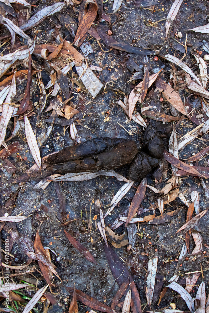 Dog poop on the ground on leaves closeup