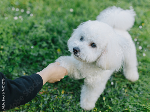 Cute Bichon Frise puppy playing with owner. Portrait of a puppy.