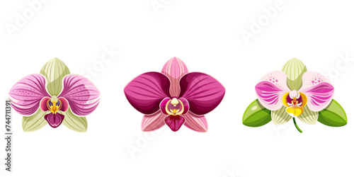 Orchid flower set