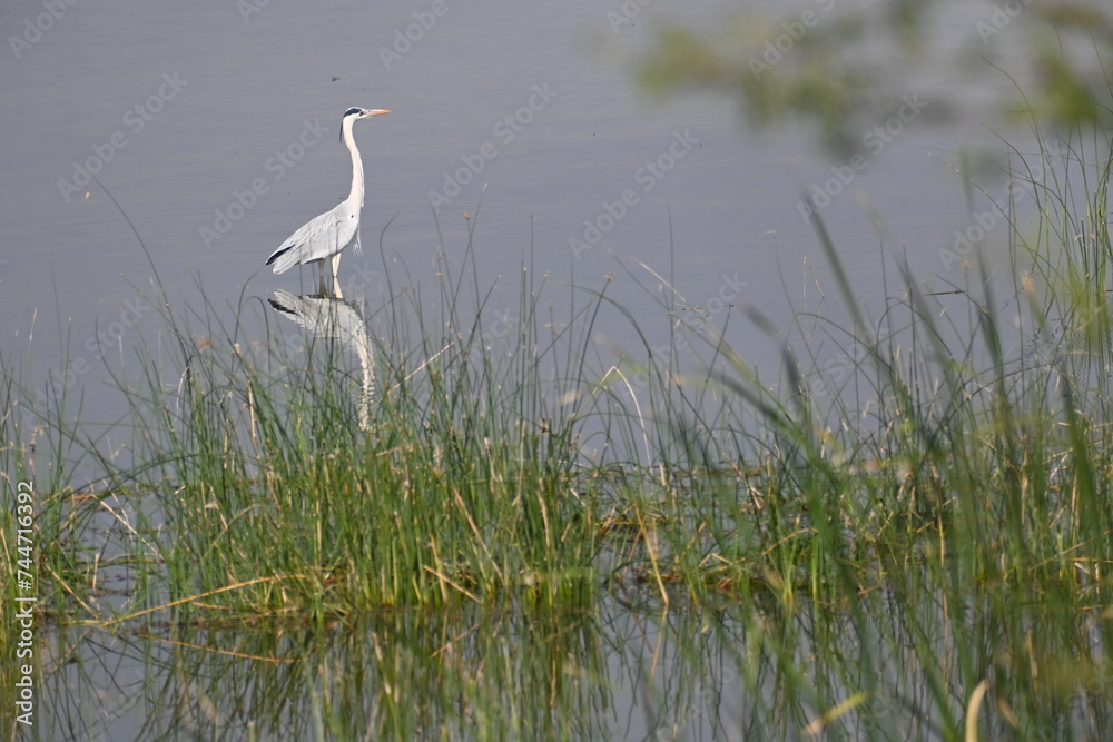A grey heron is seen in knee deep waters of a lake A grey heron is seen in knee deep waters of a lake