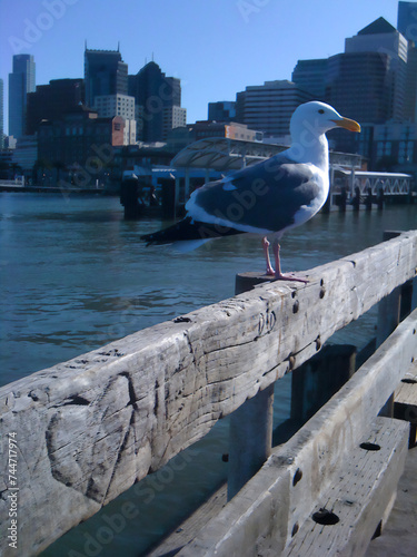 Seagull perched on pier with City skyline background and Heart etched in wood (ID: 744717974)