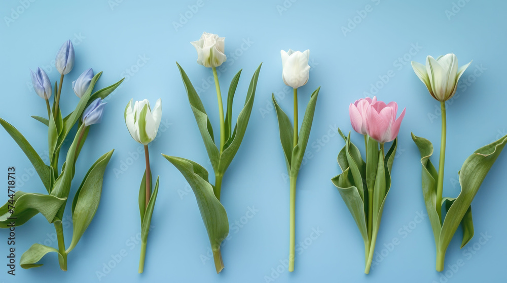a group of tulips on a blue background with the names of the flowers in english and a picture of tulips on a blue background. a group of tulips on a blue background with the names of the flowers in english and a picture of tulips on a blue background.