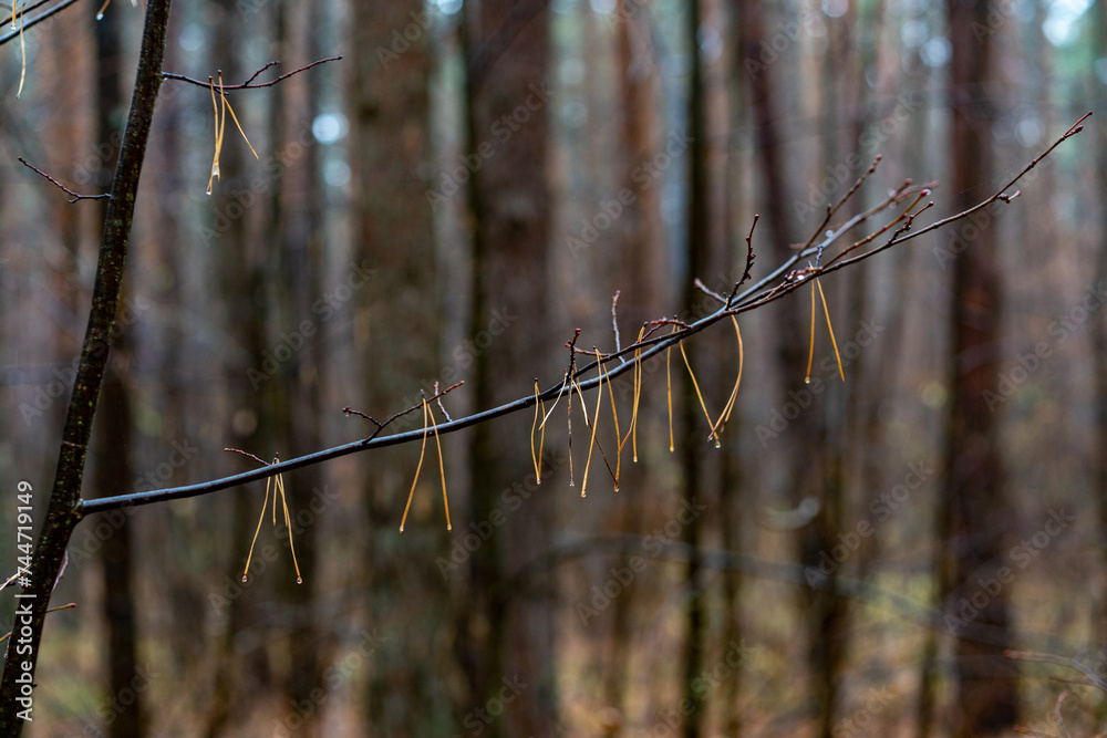Trees in the forest, on the edge. Trees in the forest, on the edge.