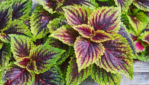 red and green leaves of the coleus plant plectranthus scutellarioides photo