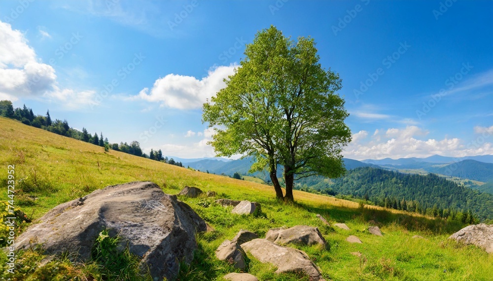 carpathian countryside in summer mountainous landscape with tree and stones on the grassy hill - obrazy, fototapety, plakaty 