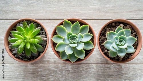 top view of small potted cactus succulent plants set of three various types of echeveria succulents including raindrops echeveria center