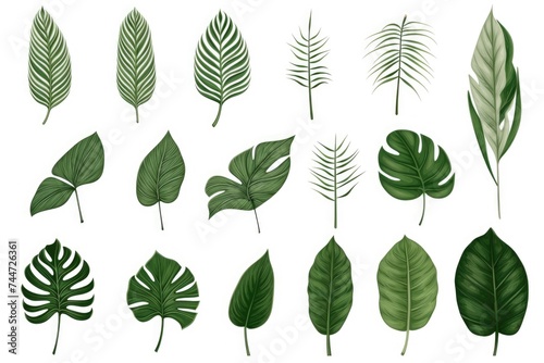 A collection of tropical leaves on a white background. Ideal for nature-themed designs © Fotograf