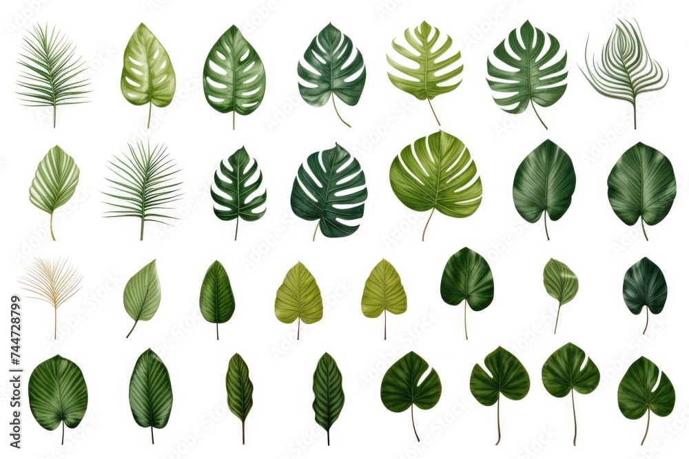 A collection of various tropical leaves on a clean white background. Perfect for botanical projects A collection of various tropical leaves on a clean white background. Perfect for botanical projects