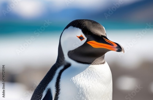 World Penguin Day, adult penguin, close-up, far north, snowy coast, iceberg in the ocean, kingdom of ice and snow, frosty sunny day