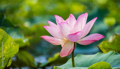 lotus flower in pond