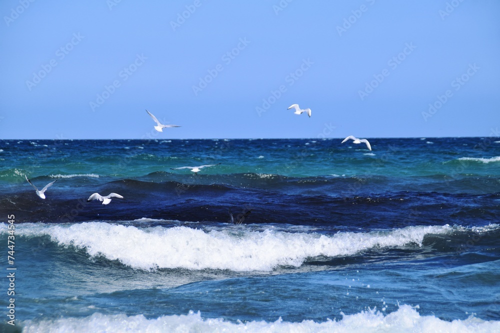 Big waves on the sea, seagulls circle close by the waves