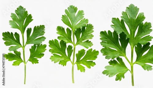 set of green leaves of cilantro isolated on white or transparent background