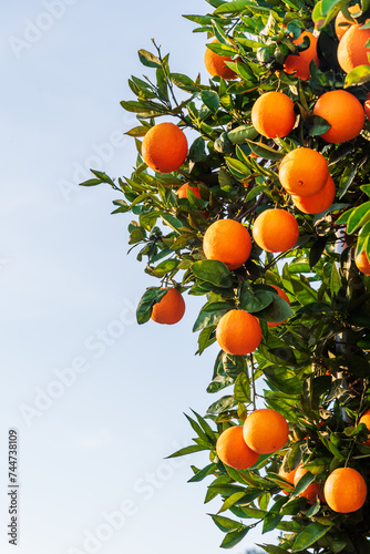 Orange tree with many leaves and ripe oranges ready to pick,close-up,copy space.
