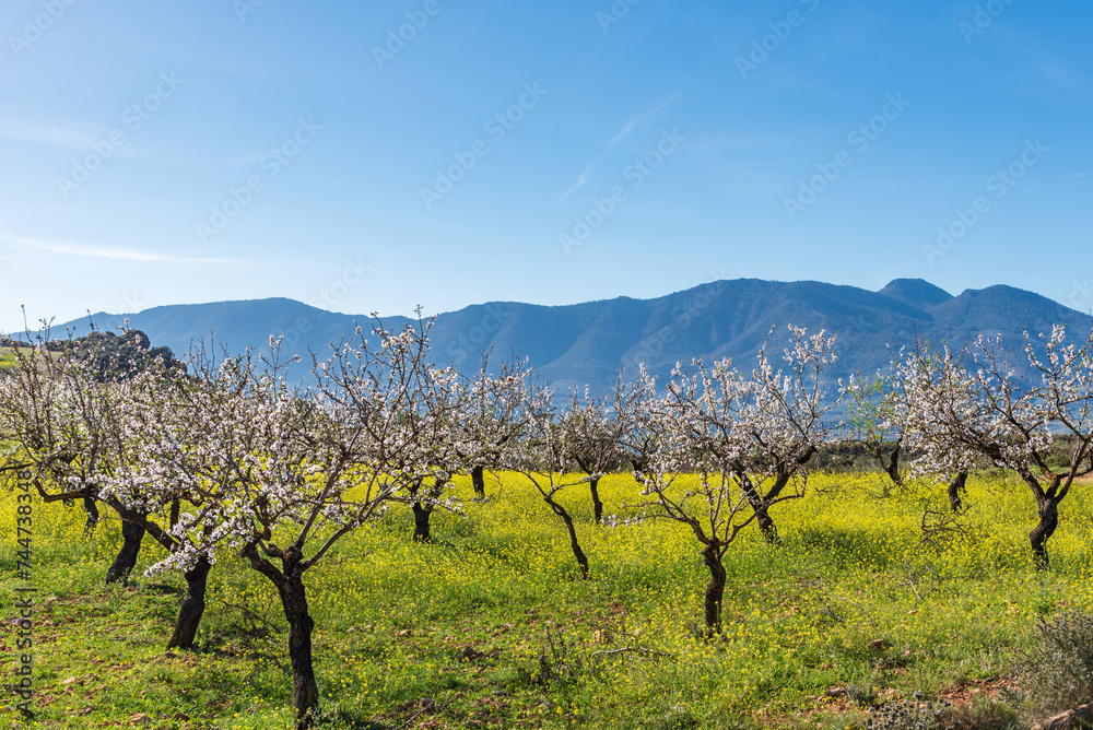 Almond trees in bloom, colorful landscape of almond trees with their white flowers, with a background of mountains.