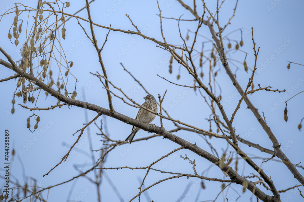 PAJARO PARDILLO PAJARO PARDILLO