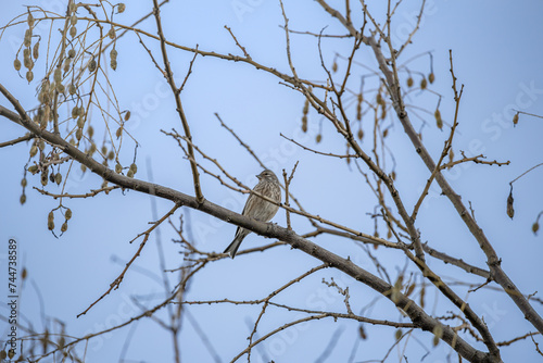 PAJARO PARDILLO