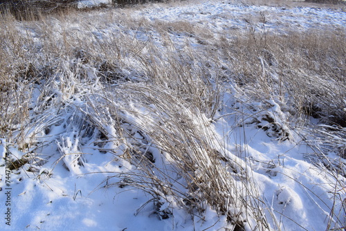 swamp grass with fresh snow