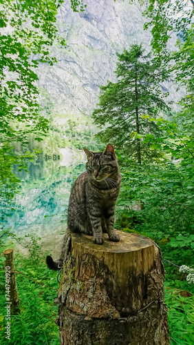 Konigssee, Germany - 06.16.2018: A cat standing on a tree stump on a trail next to Obseree on a sunny day