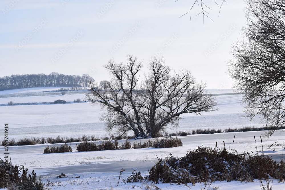 bold tree in snow covered landscape bold tree in snow covered landscape