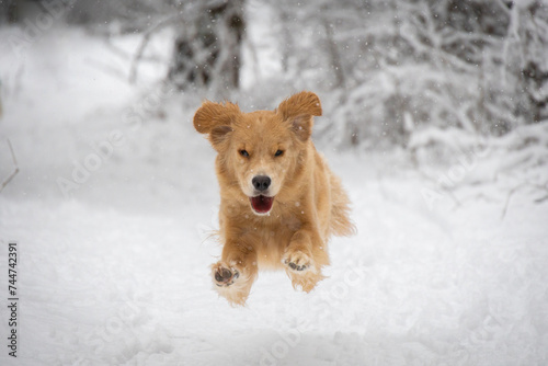 golden retriever labrador dog flies while hopping in the winter forest © Алина Зябрева