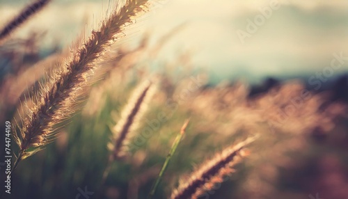 grass flower with vintage style background