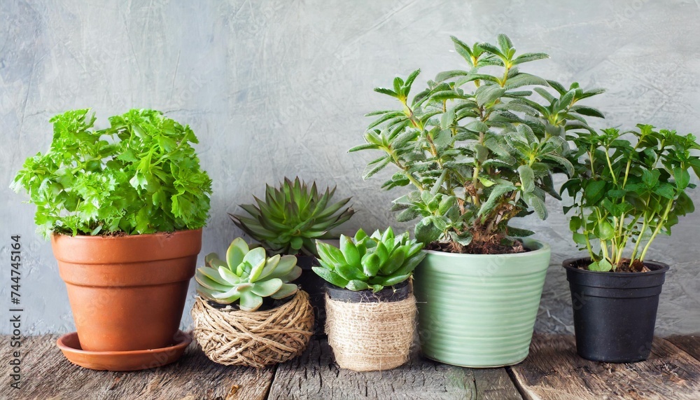 pots with indoor plants succulent green herbs - obrazy, fototapety, plakaty 