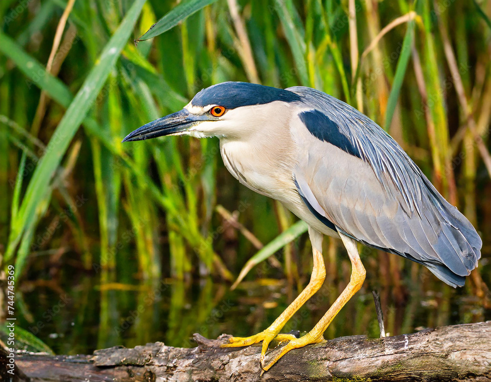The black-crowned night heron (Nycticorax nycticorax). Adult bird on the marsh. The black-crowned night heron (Nycticorax nycticorax). Adult bird on the marsh.
