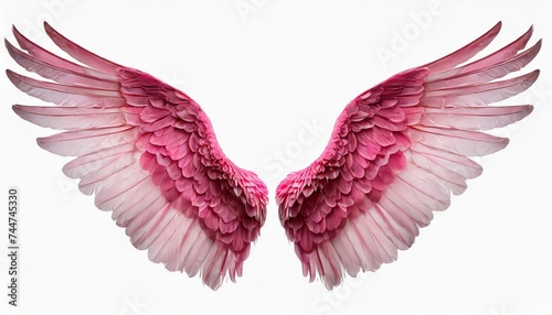 pink cupid wings llustration cut out transparent isolated on white background png file