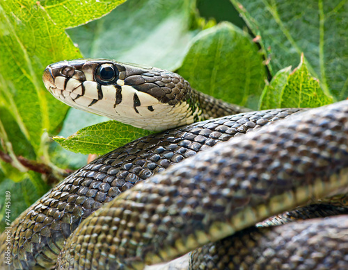 The common garter snake (Thamnophis sirtalis) photo