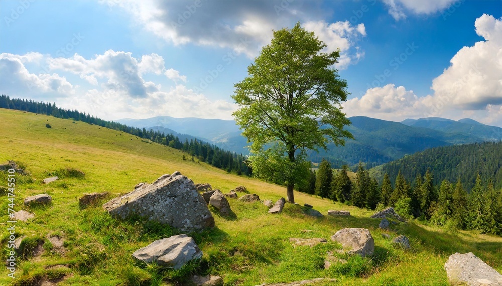carpathian countryside in summer mountainous landscape with tree and stones on the grassy hill