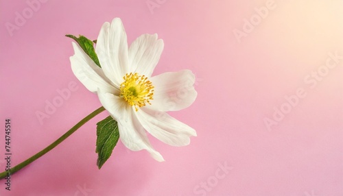 beautiful spring flower on a pink background summer aesthetic nature flying concept
