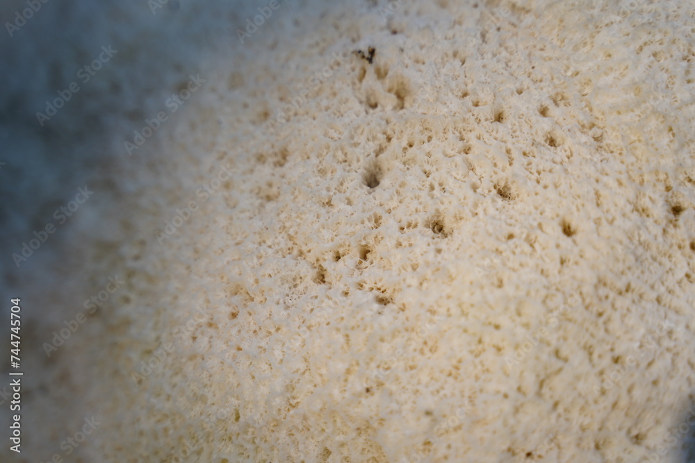 White coral texture. Natural surface closeup. Coral reef texture.