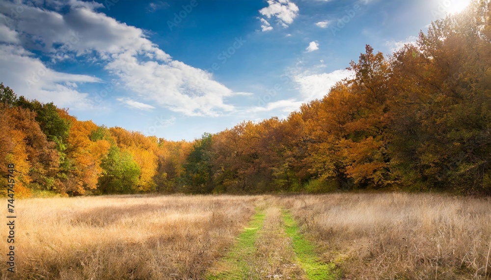 dry autumn meadow in forest