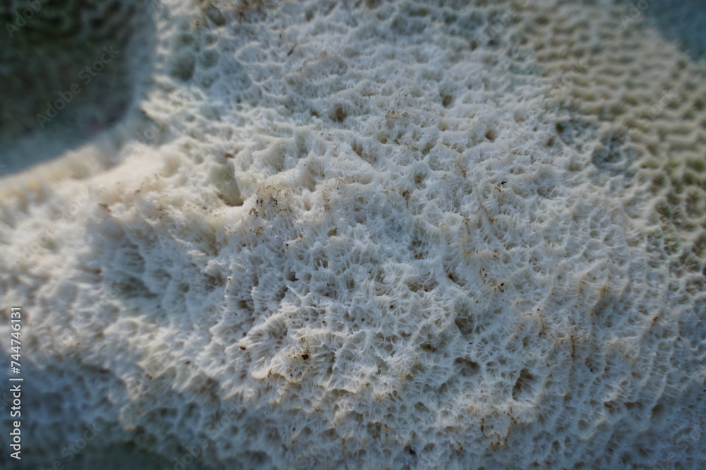 White coral texture. Natural surface closeup. Coral reef texture.