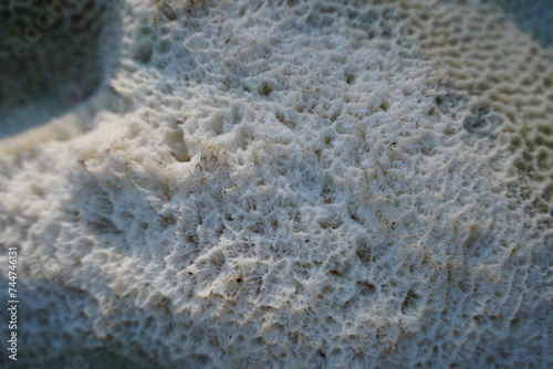Obraz na płótnie White coral texture. Natural surface closeup. Coral reef texture. w salonie