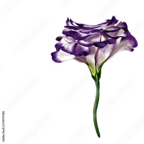 Bud of eustoma or lisianthus. White and purple color. photo