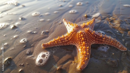 Starfish on the Beach with copy space. summer time