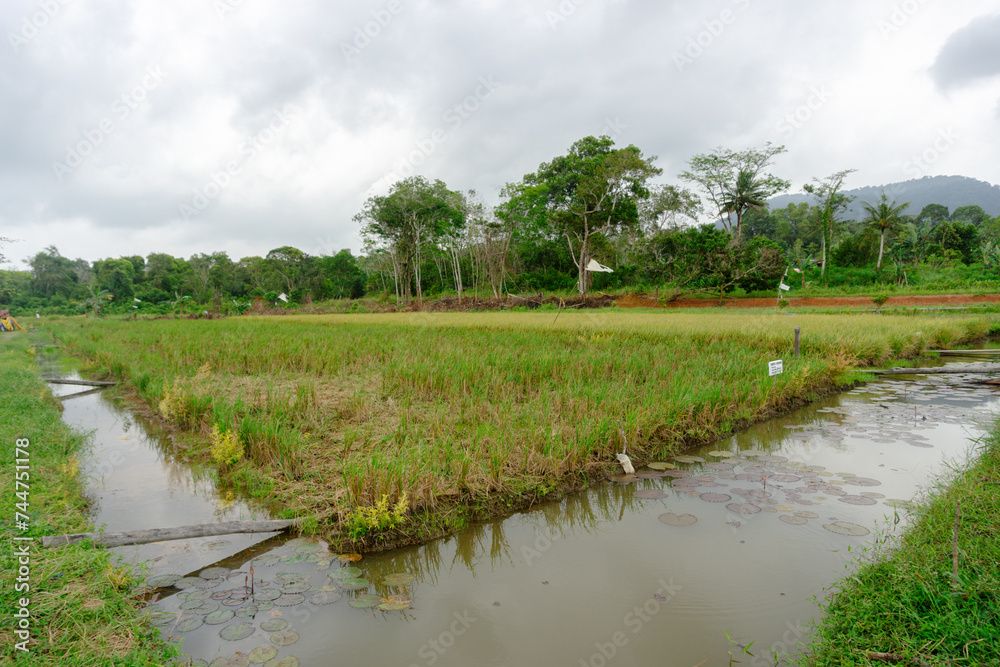 Obraz premium Agriculture paddy fields field and grain crops harvest pastoral scenery