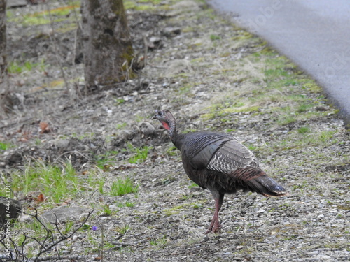 A female wild turkey roaming the Great Smoky Mountain National Park, Tennessee.