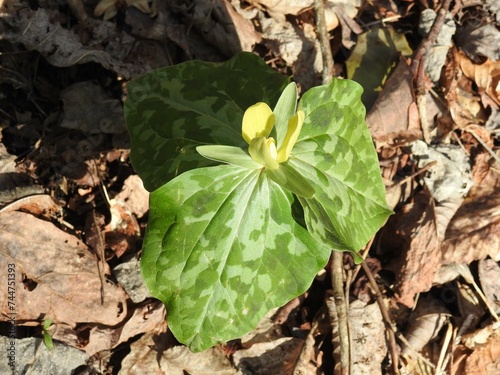 Yellow trillium beginning to bloom in early spring, within the woodland forest of the Great Smoky Mountains National Park, Tennessee. photo