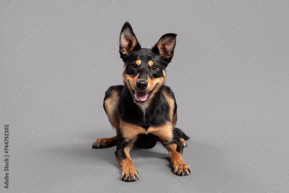 an australian kelpie puppy dog lying on the floor in the studio on a gray background