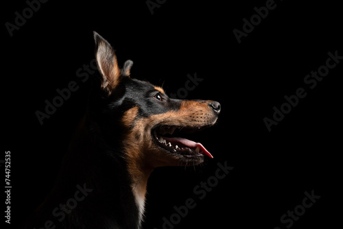 portrait of a young australian kelpie dog puppy head profile against a black background in the studio