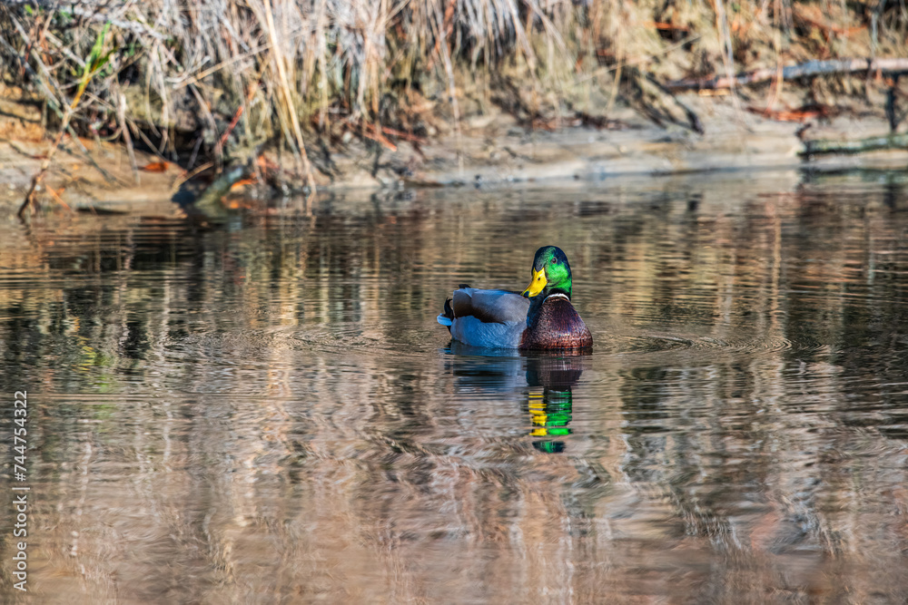 Mallard Duck on water