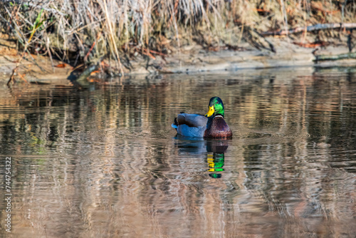 Mallard Duck on water